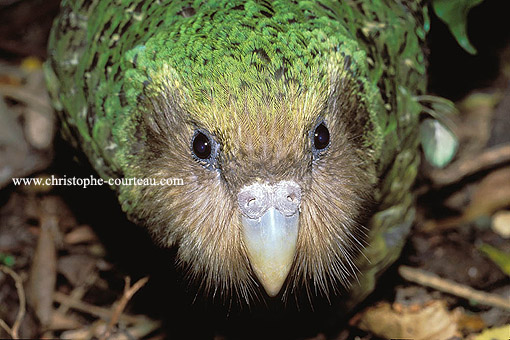 Portrait d'un Kakapo (péroquet géant, aptère et nocturne)